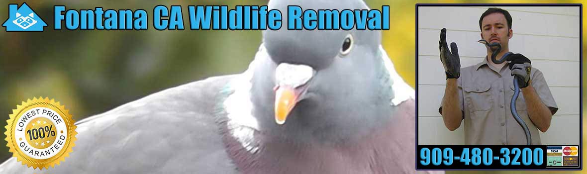 Fontana Wildlife and Animal Removal